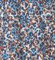 MOTIF 2